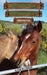 The Horses of Saddlers Ranch: Brownie by Alison Bellringer
