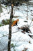The Wilding by Sandra Morris