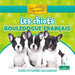 Les Chiots Bouledogue Français (French Bulldog Puppies) by David Armentrout