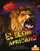 El León Africano (African Lion) by Amy Culliford