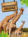 Jirafas (Giraffes) by Amy Culliford