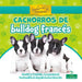 Cachorros de Bulldog Francés (French Bulldog Puppies) by David Armentrout, Patricia Armentrout