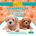 Cachorros de Caniche (Poodle Puppies) by David Armentrout, Patricia Armentrout