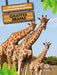 Jirafas (Giraffes) Bilingual Eng/Spa by Amy Culliford, Pablo de la Vega
