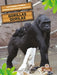 Gorilas (Gorillas) Bilingual Eng/Spa by Amy Culliford, Pablo de la Vega