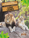 Leones (Lions) Bilingual Eng/Spa by Amy Culliford, Pablo de la Vega