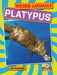 Platypus by Amy Culliford