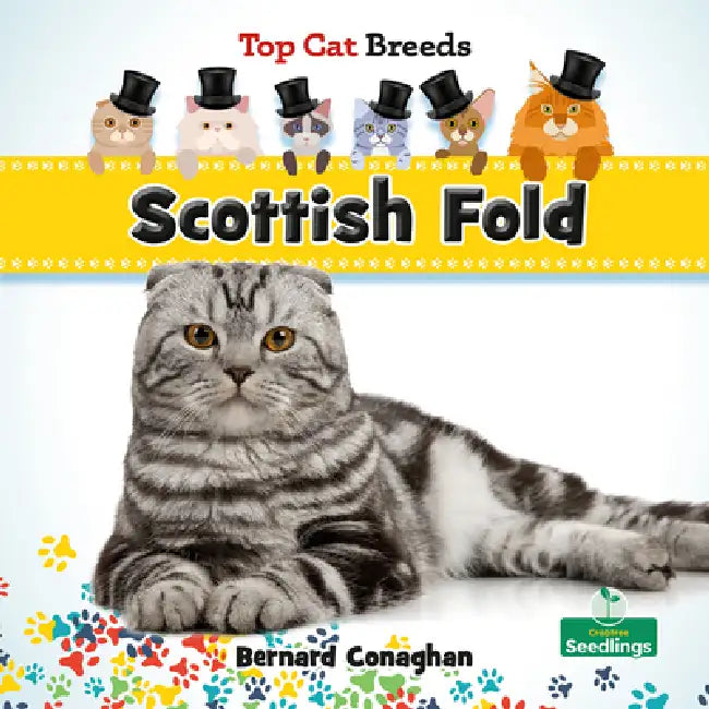 Scottish Fold by Bernard Conaghan