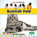 Scottish Fold by Bernard Conaghan