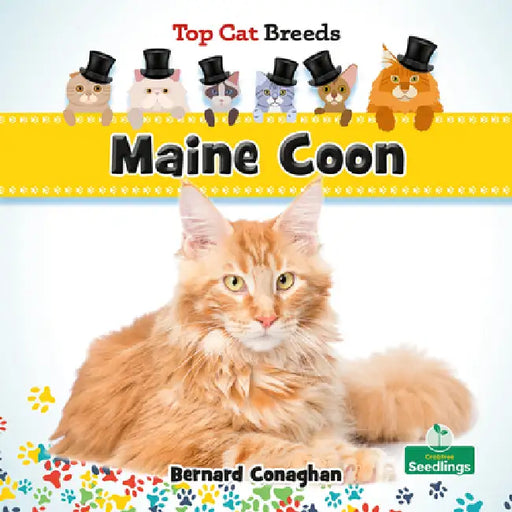 Maine Coon by Bernard Conaghan