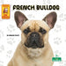 French Bulldog by Corinne Fickett