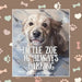 Little Zoe is Always Barking: The Charming Adventures of a Real Life Pet by Lise Hélène Boullard