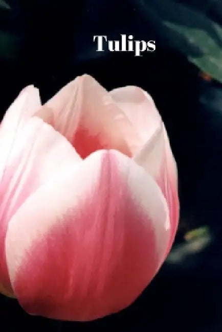 Tulips by Lisa Bird