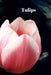 Tulips by Lisa Bird