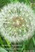 Poems of Kaneko Misuzu and Haikus Inspired by Them IV: Flora by Mayumi Itoh