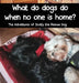 What do dogs do when no one is home? by Tamara Janiga
