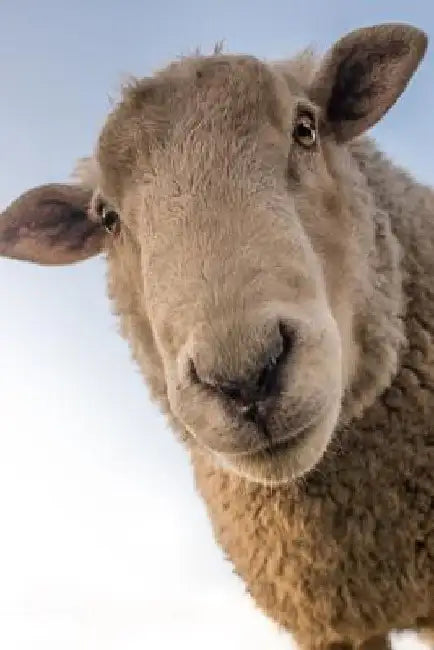 Sheep: Domestic Sheep Are Quadrupedal, Ruminant Mammals Typically Kept as Livestock. Like Most Ruminants, Sheep Are Members o by Planners and Journals