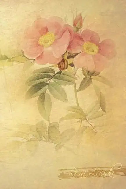 Rosa Lucida: Floral Notebook with Flower Illustrations on Every Page by Coming Up Roses