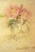 Rosa Lucida: Floral Notebook with Flower Illustrations on Every Page by Coming Up Roses