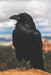 The Teen Witch's Diary: My First Book of Shadows by Pagan Essentials