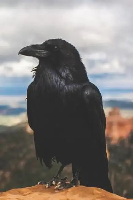 Call of the Crow: A Witch's Grimoire by Pagan Essentials