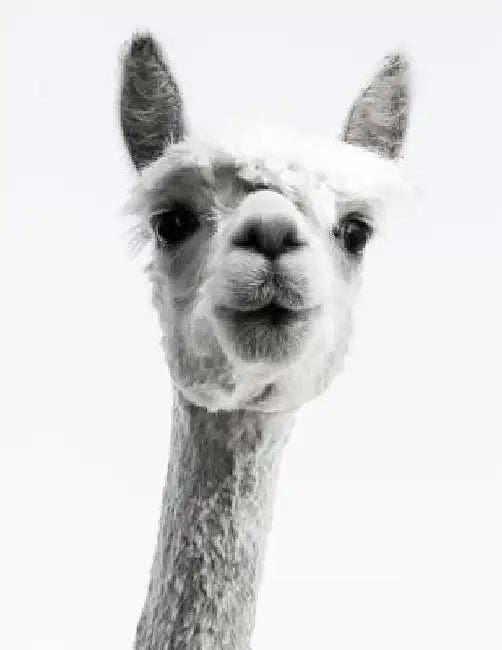 Knitting Graph Paper 2: 3 & 4:5 Ratio 8.5 X 11: Llama Photograph by Knit Happens