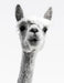 Knitting Graph Paper 2: 3 & 4:5 Ratio 8.5 X 11: Llama Photograph by Knit Happens