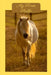 My Horse Stable: Your personal Collection of (toy) Horses all in one Book by Lazy Bird Designs
