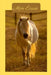 Mon Ecurie: Une collection personnelle de figurines de chevaux tout en un livre by Designs, Lazy Bird