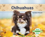 Chihuahuas by Grace Hansen