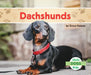 Dachshunds by Grace Hansen