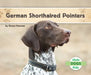 German Shorthaired Pointers by Grace Hansen