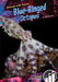 Blue-Ringed Octopus by Julie Murray