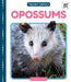 Opossums by Elizabeth Andrews