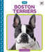 Boston Terriers by Elizabeth Andrews