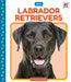 Labrador Retrievers by Andrews, Elizabeth