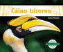 Cálao Bicorne by Grace Hansen