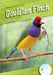 Gouldian Finch by Julie Murray