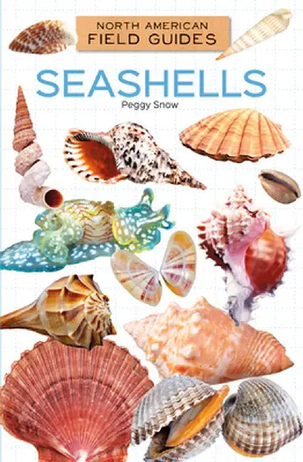 Seashells by Peggy Snow