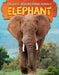 Elephant by Daniels, Ruby