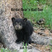 Birdie Bear's Bad Day by Jodi Traub