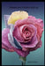 Roses are Perfect and so are You by Melody Seelye