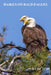 Haikus on Bald Eagles by Mayumi Itoh