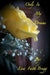 Only In my Dreams by Lisa Faith Bragg