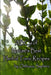 The ABC's of Nature's Best Herbal Tonics by Ombassa Sophera