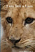 I am Still a Lion by James Weicherding