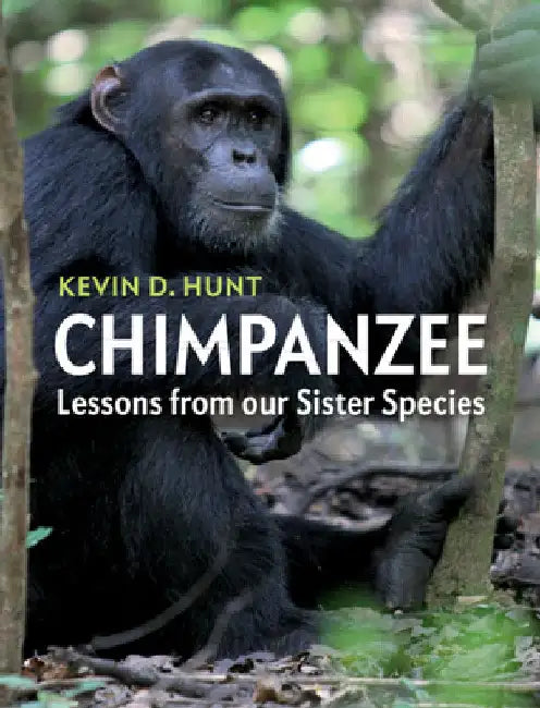 Chimpanzee by Kevin D. Hunt