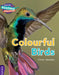 Colourful Birds Purple Band by Claire Llewellyn