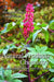 Natural Products Chemistry: Sources, Separations and Structures by Raymond Cooper