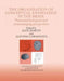 The Organisation of Conceptual Knowledge in the Brain: Neuropsychological and Neuroimaging Perspectives: A Special Issue of Cognitive Neuropsychology by Alfonso Caramazza